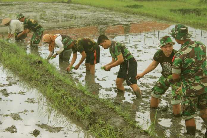 TNI ikut swasembada pangan