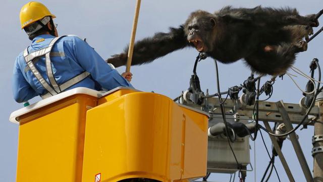 Boni: Elite Politik Menuju Simpanse