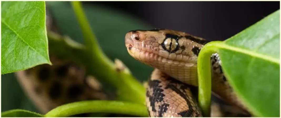 1200xauto 9 tanaman pengusir ular paling ampuh ada lidah mertua sampai lavender 2103139