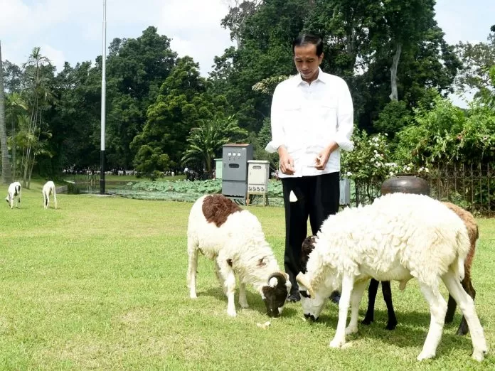 Kambing Pak Jokowi Kambing Gemuk Pak Jokowi
