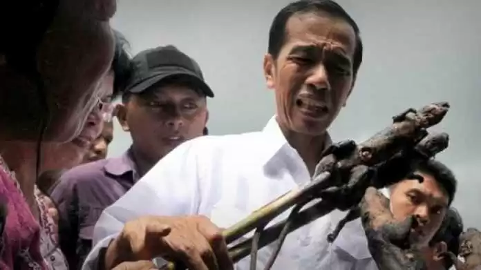 Baliho Tikus, Tanda Kekalahan Jokowi?