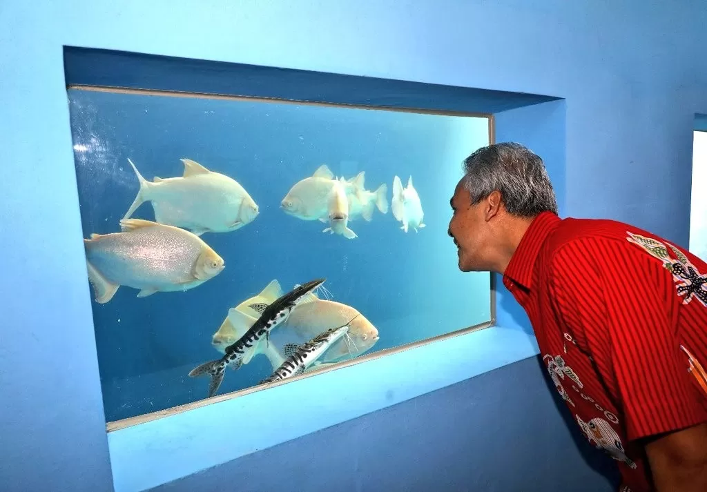 Filosofi Ikan Cupang ala Ganjar